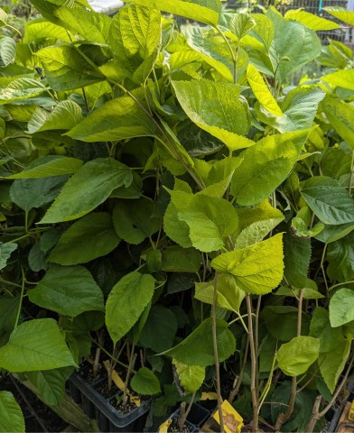 mulberry cutting plugs